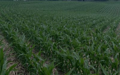 Maissortenvergleich 2020