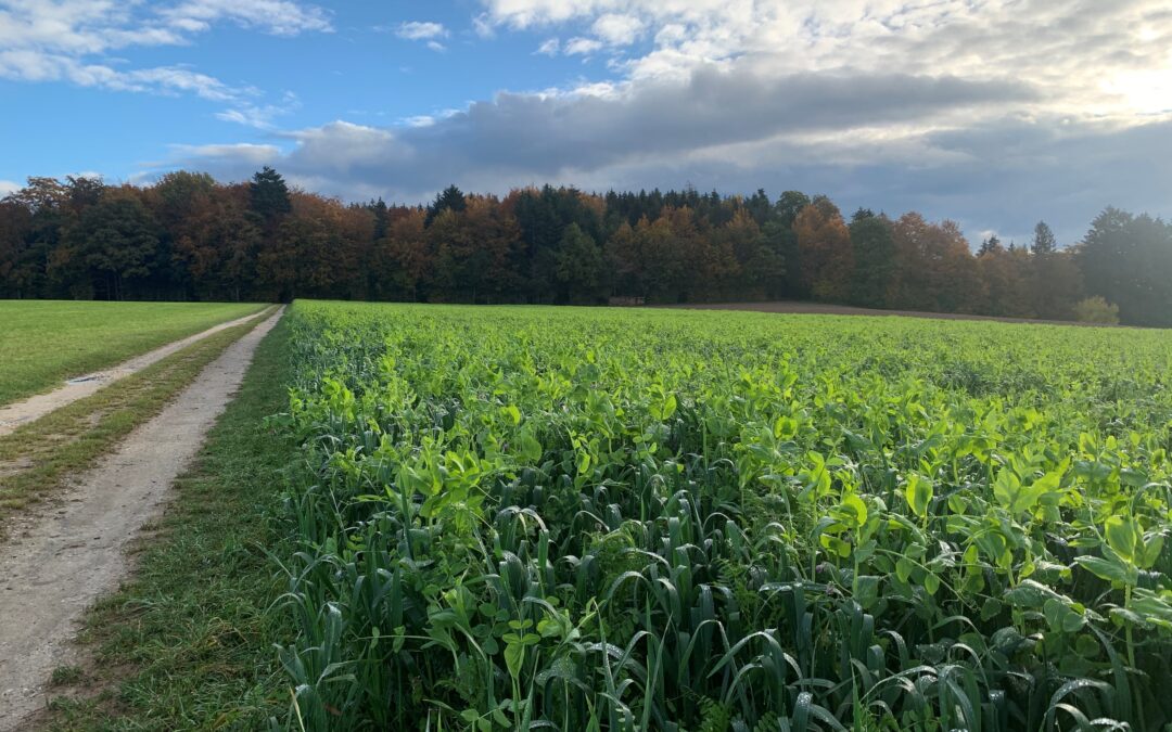 Gründüngung „aus der Praxis für die Praxis„